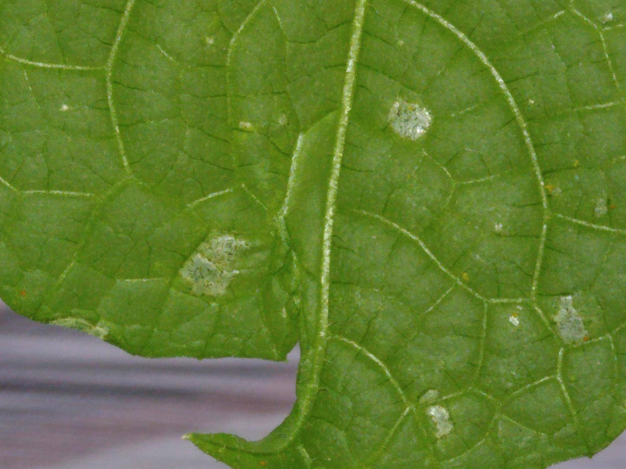 Почему на листьях огурцов появились белые пятна: как лечить
