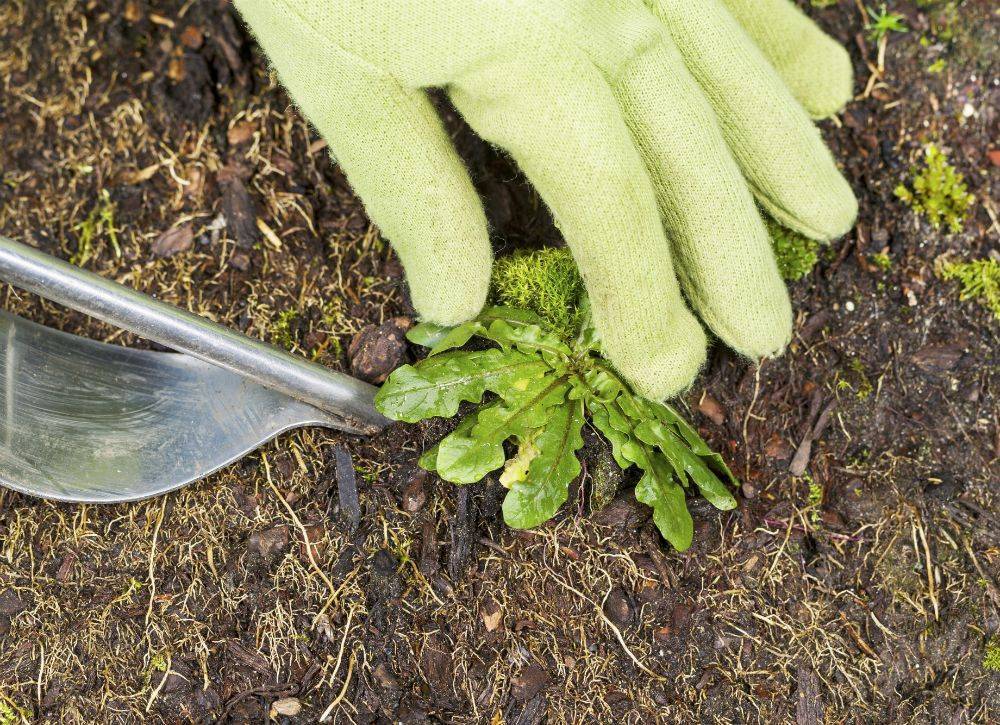 Как избавиться от крапивы: в огороде, чем вывести, средства, гербициды, фото заросшего участка