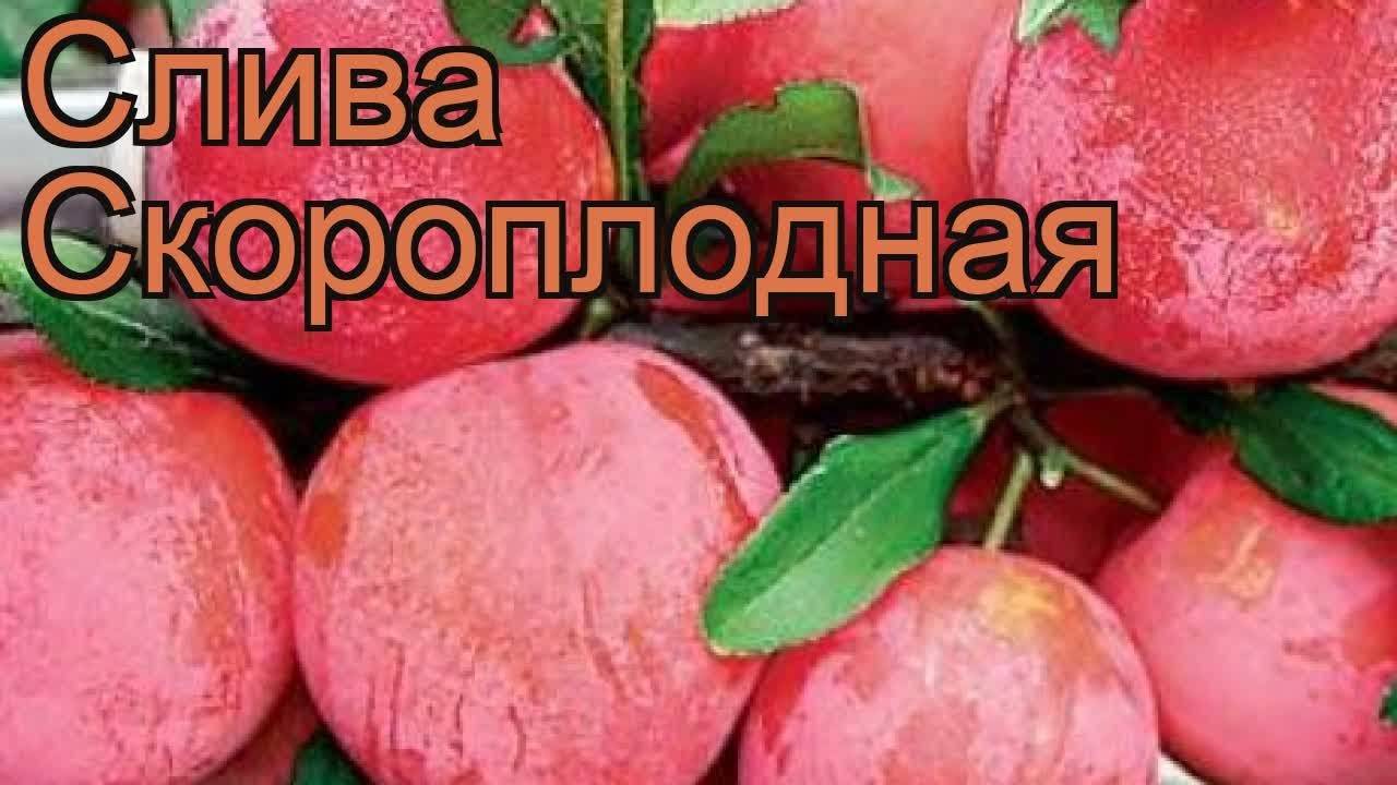 Слива скороплодная описание сорта фото