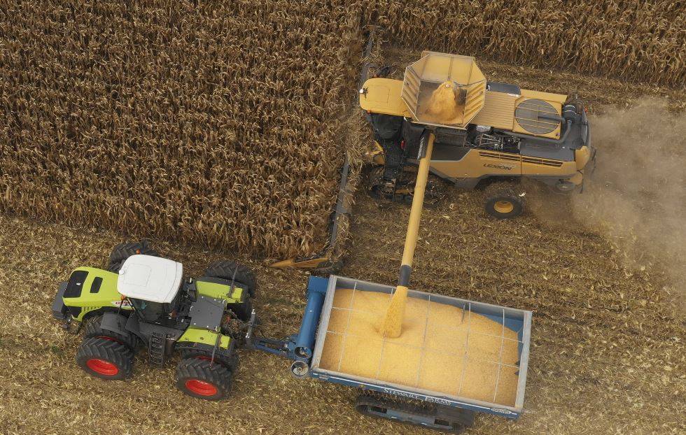 Выращивание кукурузы: разным зонам украины — своя кукуруза