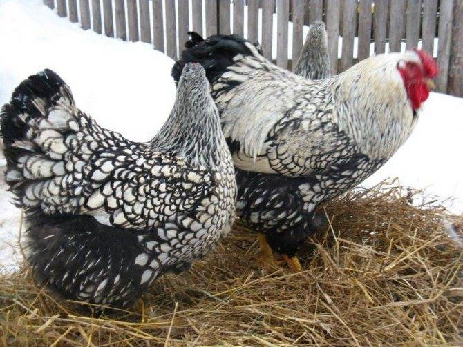 Курица-красавица, несушка и наседка — голландская белохохлая