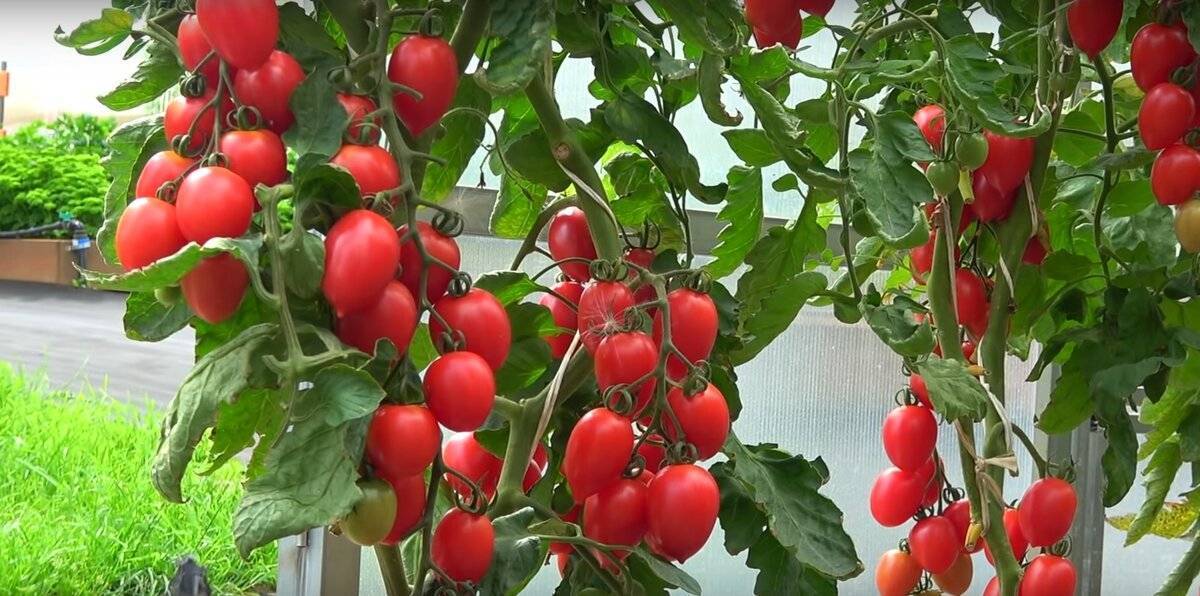 Кладоспориоз у томатов: причины болезни и методы лечения