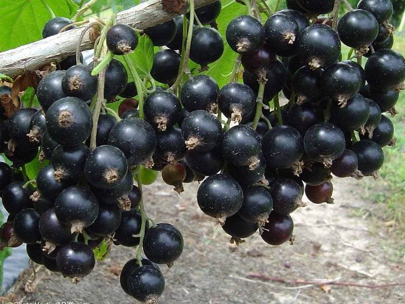 Чёрная смородина перун: характеристика сорта и особенности выращивания