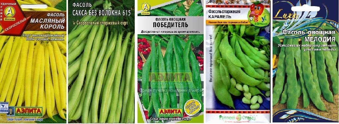 Спаржевая фасоль: описание сортов, польза и вред с фото