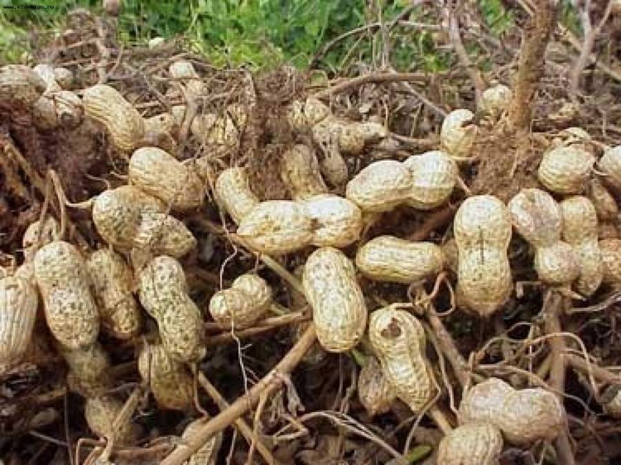 Можно ли вырастить арахис на урале, в сибири и как это сделать в открытом грунте? пошаговая инструкция процедуры