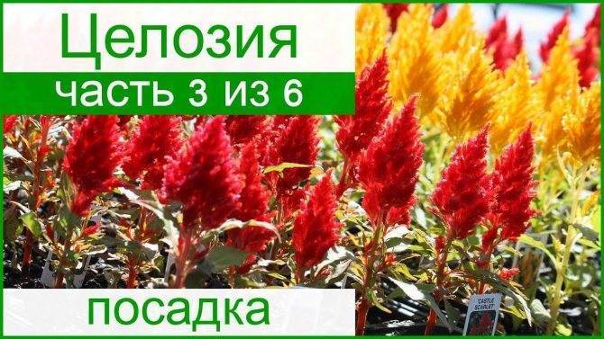 Целозия: секреты выращивания из семян, когда и как сажать на рассаду