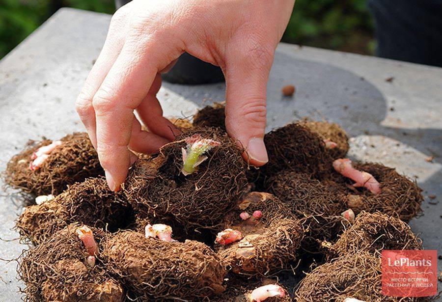 Выращивание топинамбура: посадка, уход, сорта