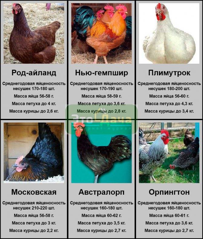 Курицы-несушки: породы, их описания с фото. лучшие породы кур-несушек :: syl.ru