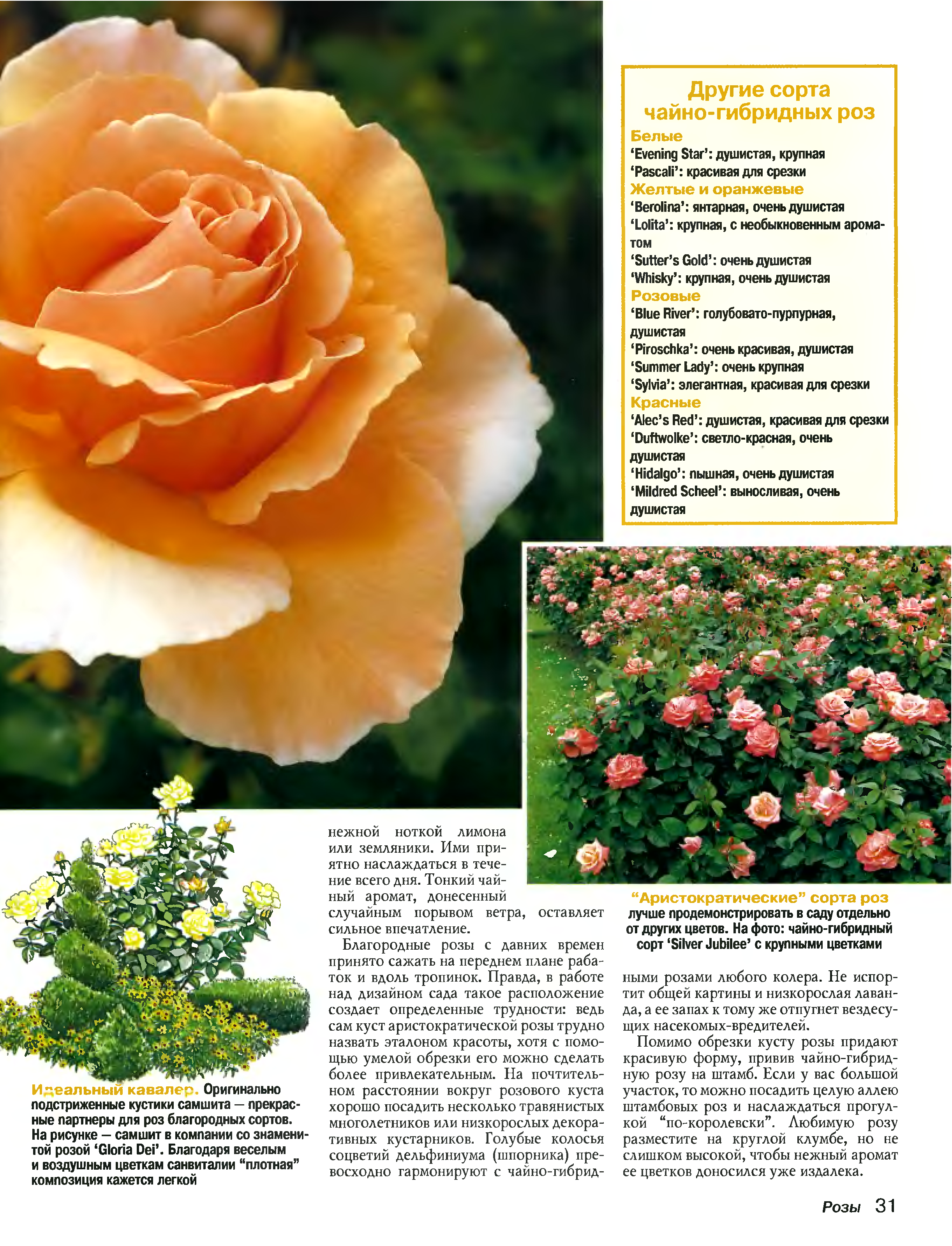 Розы чайно гибридные и флорибунда