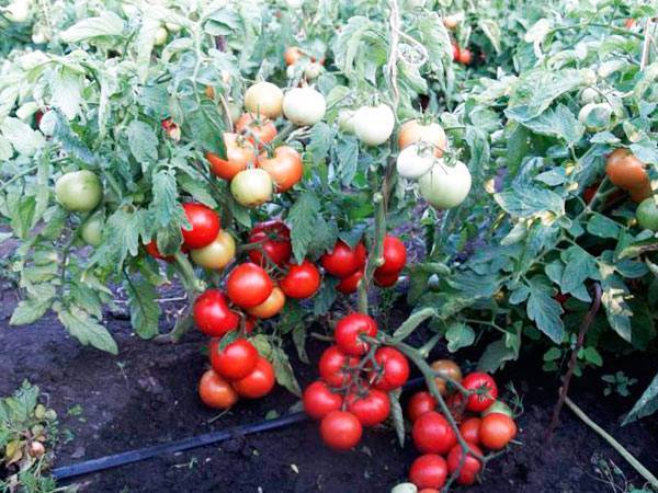Невероятно вкусный и урожайный — томат снегопад f1: описание и отзывы о сорте, советы по уходу