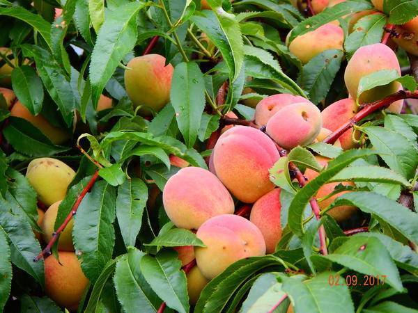 Выращивание персика в средней полосе россии: критерии выбора, лучшие ранние сорта, описание, правила и сроки посадки, особенности агротехники
