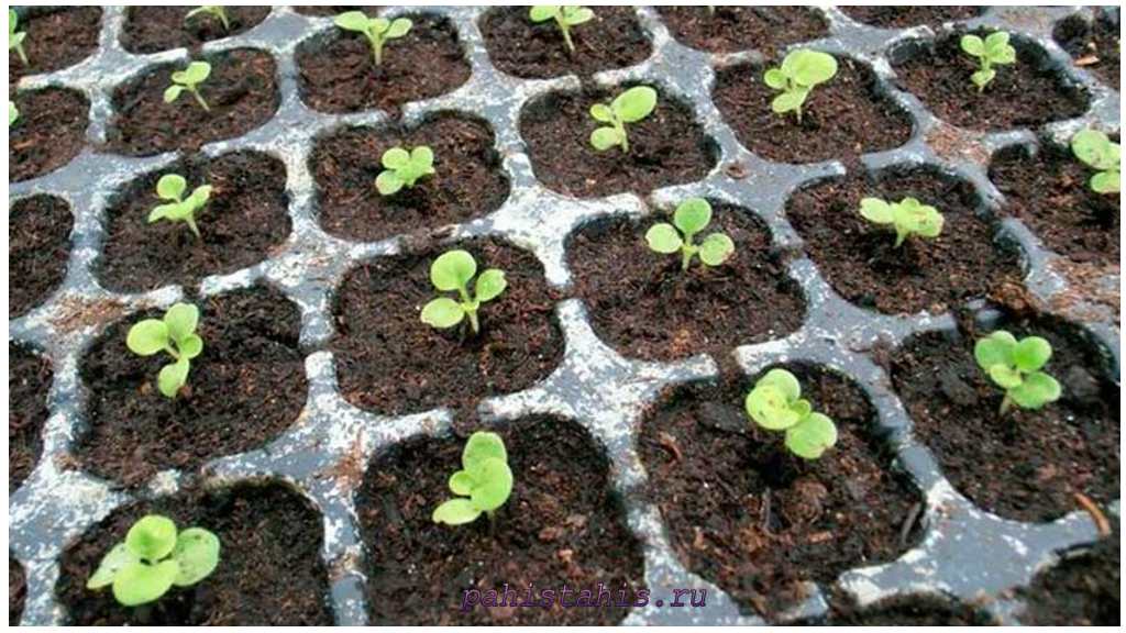 Сальпиглоссис: выращивание из семян, когда сажать на рассаду и как выращивать цветок