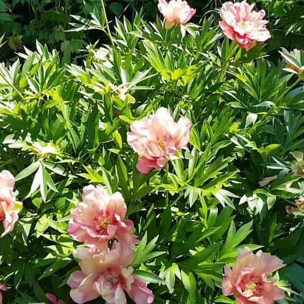 Пион джулия роуз (paeonia itoh julia rose)