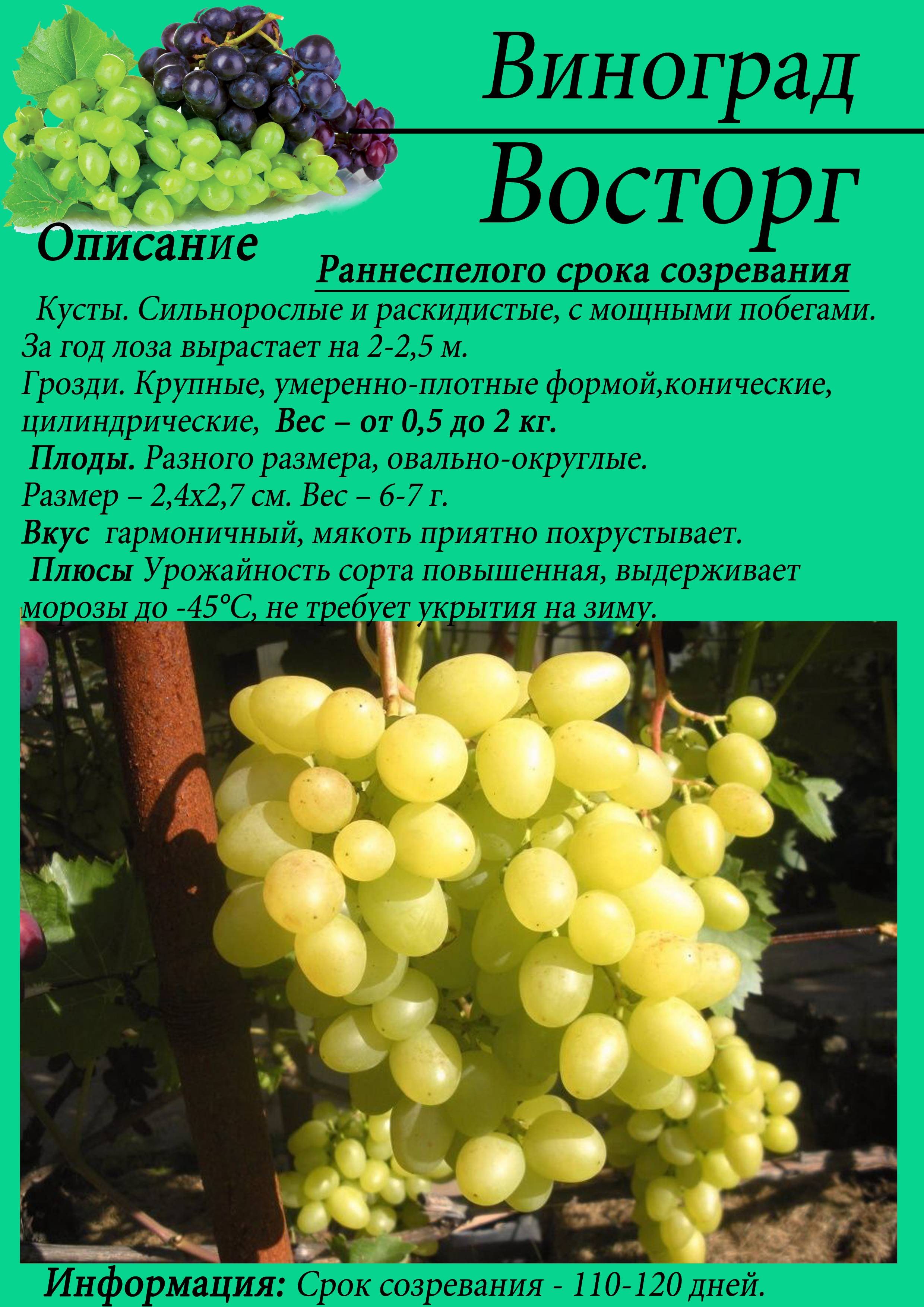 Технические сорта винограда для средней полосы россии с фото и описанием