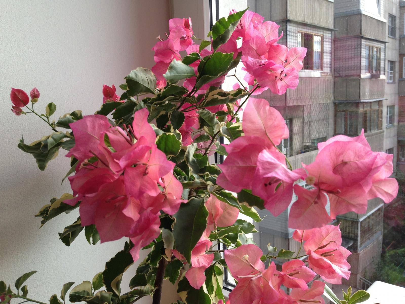 Цветок бугенвиллия комнатная уход в домашних условиях и размножение фото