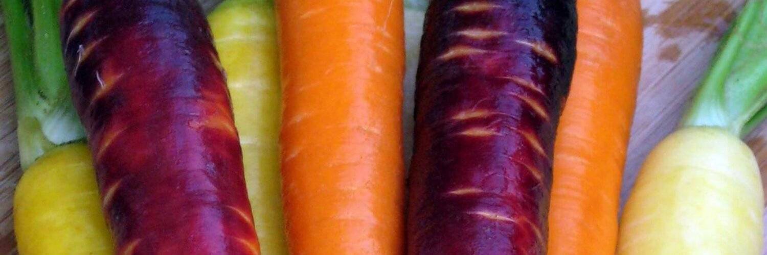 Голландские сорта моркови для средней полосы россии ~ советы садоводам и огородникам