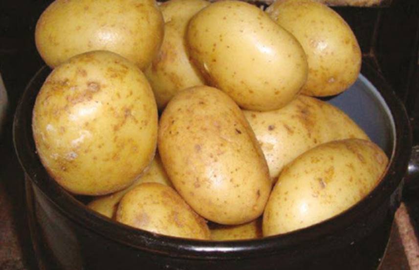 Топ-30 ранних сортов картофеля для вашего огорода