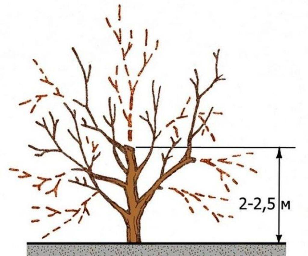 Как правильно обрезать яблони весной схема