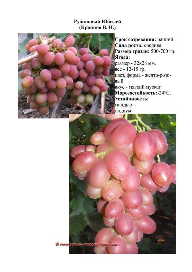 Юбилейный новочеркасский виноград описание и фото