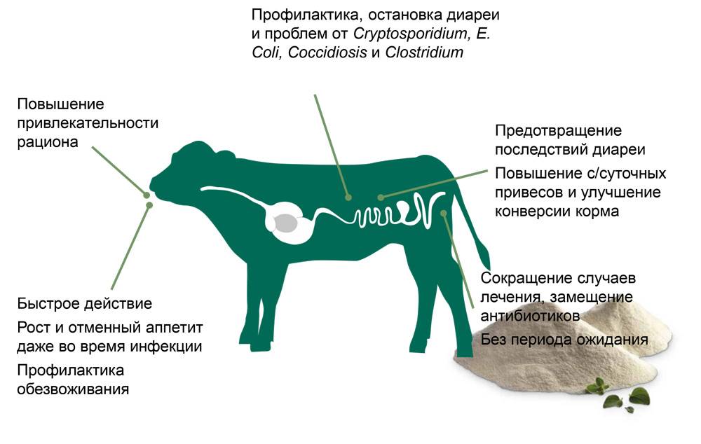Обзор топ-6 самых опасных болезней коров