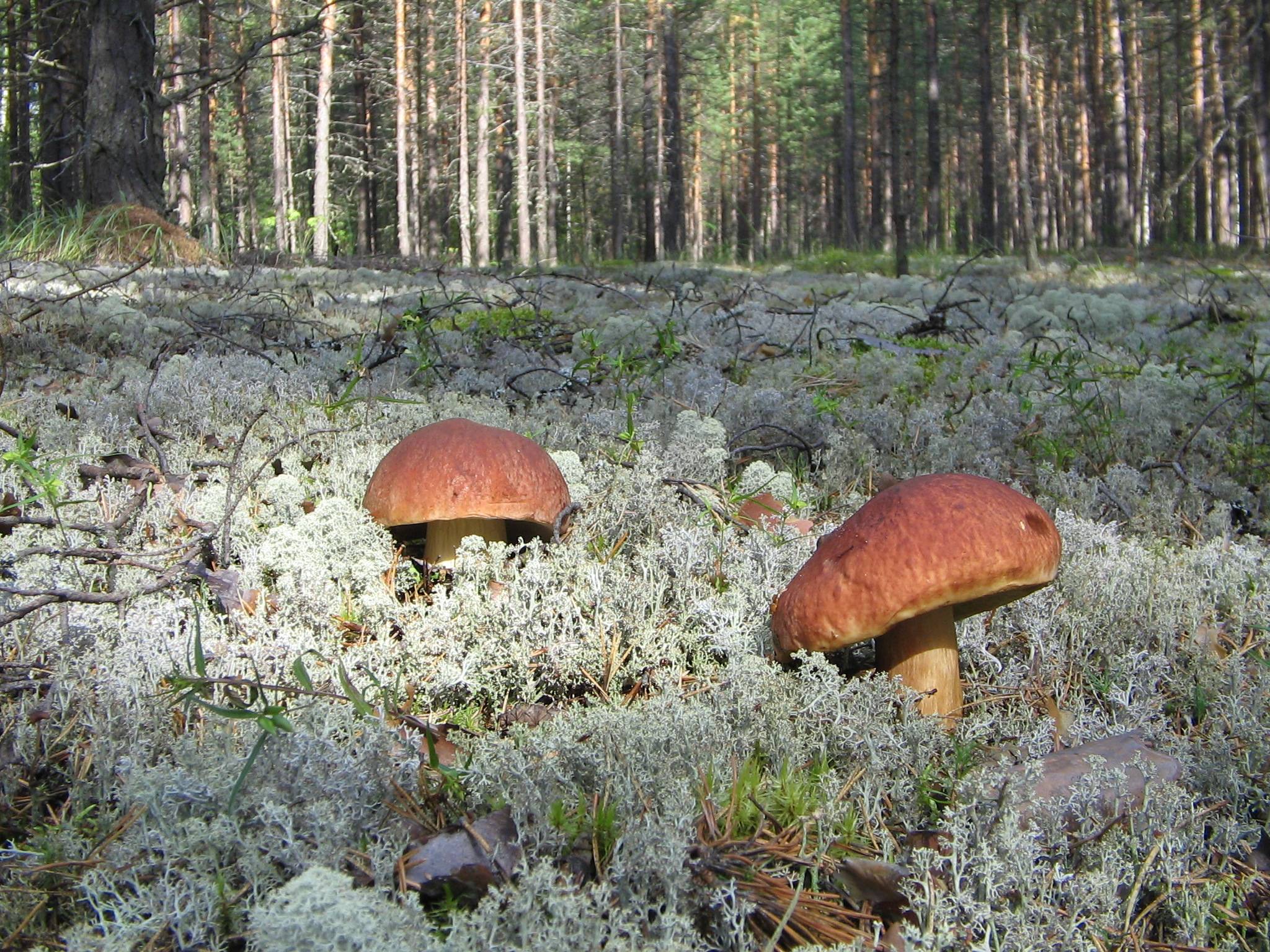 14 самых известных грибных мест новосибирска и области