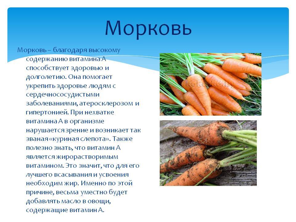 Что такое морковь? история, описание и характеристика этого растения, виды и интересные факты