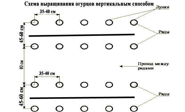 Схема посадки помидор в теплице из поликарбоната