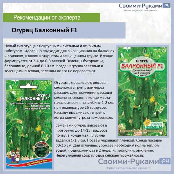 Гибриды огурцов для закрытого и открытого грунта
