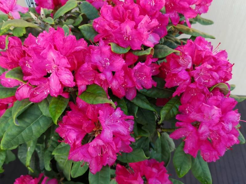 Рододендрон ханя (hania): описание, посадка и уход, фото, отзывы