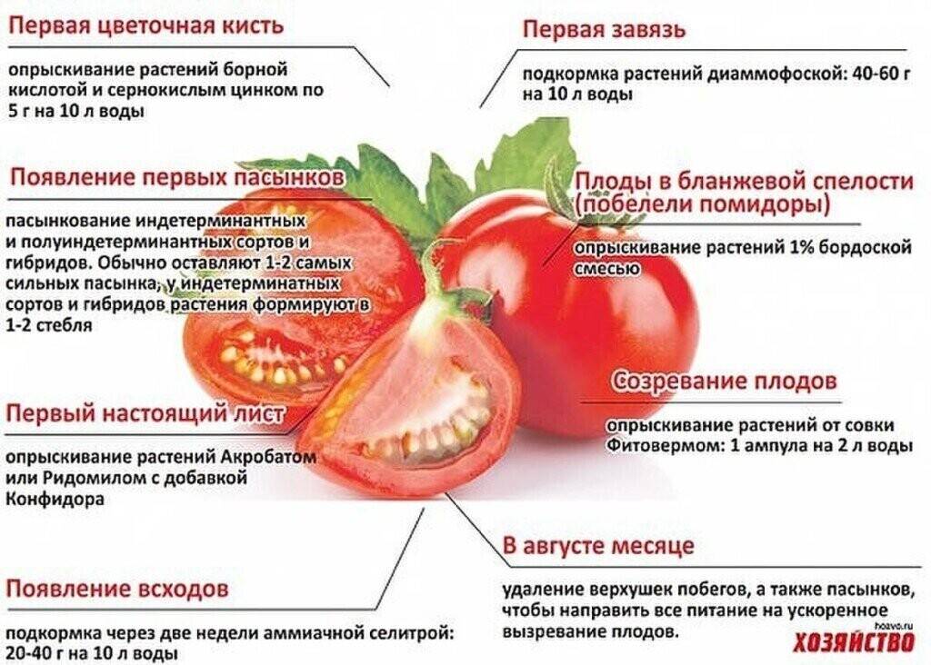 Удобрения при посадке помидор ? в теплицу: чем подкормить в грунте, что любят | qlumba.com
