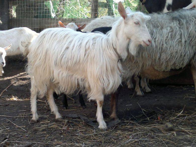 Камерунские козы: описание породы с фото, содержание, кормление, разведение, плюсы и минусы