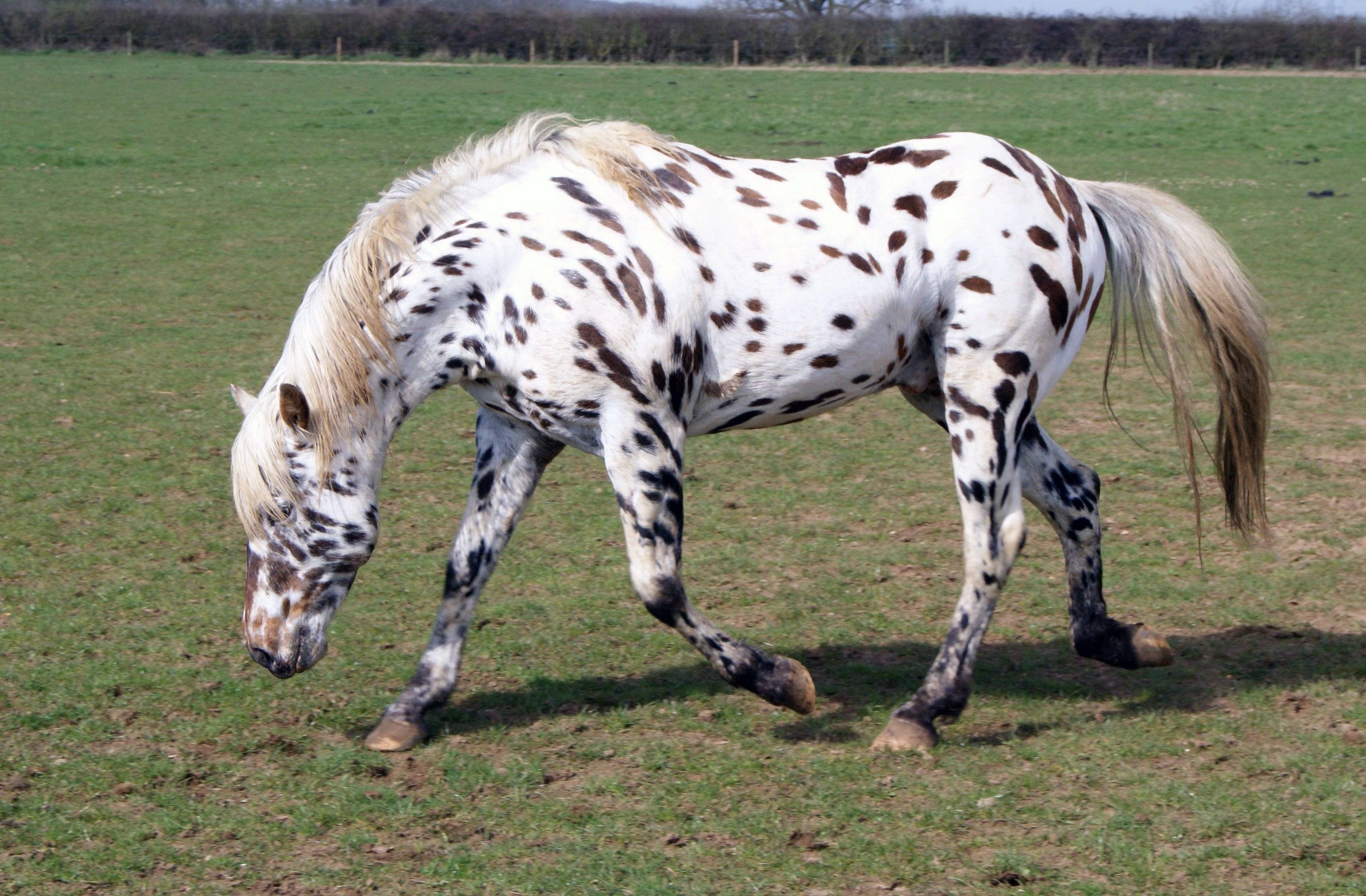 Порода аппалуза (лошадь): описание, особенности, уход, история происхождения и отзывы