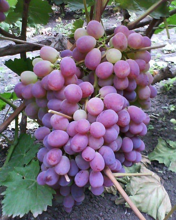 Тайфи розовый виноград,описание сорта винограда тайфи розовый