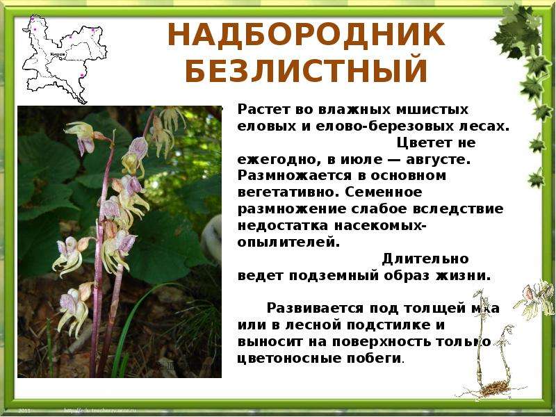 Epipogium aphyllum sw.описание таксона