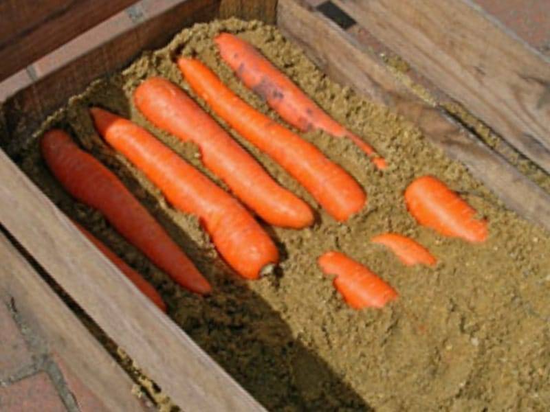 Как хранить морковь на зиму в домашних условиях, чтобы она не высохла, где это можно делать и как ее правильно выкопать: лучшие способы, как сберечь урожай до весны selo.guru — интернет портал о сельском хозяйстве