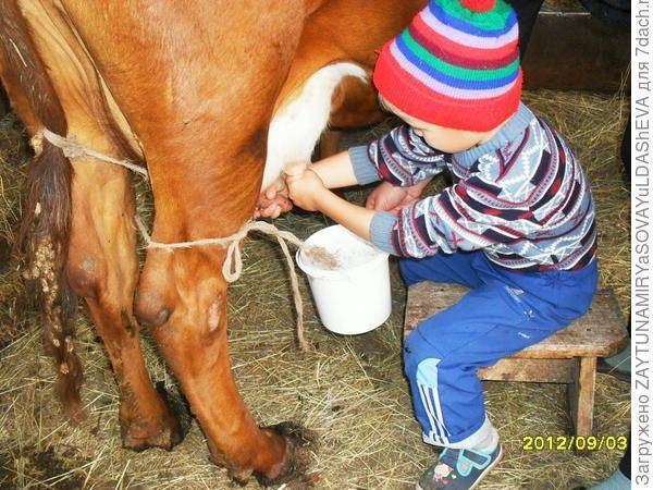 Что делать чтобы корова давала больше молока народными средствами
