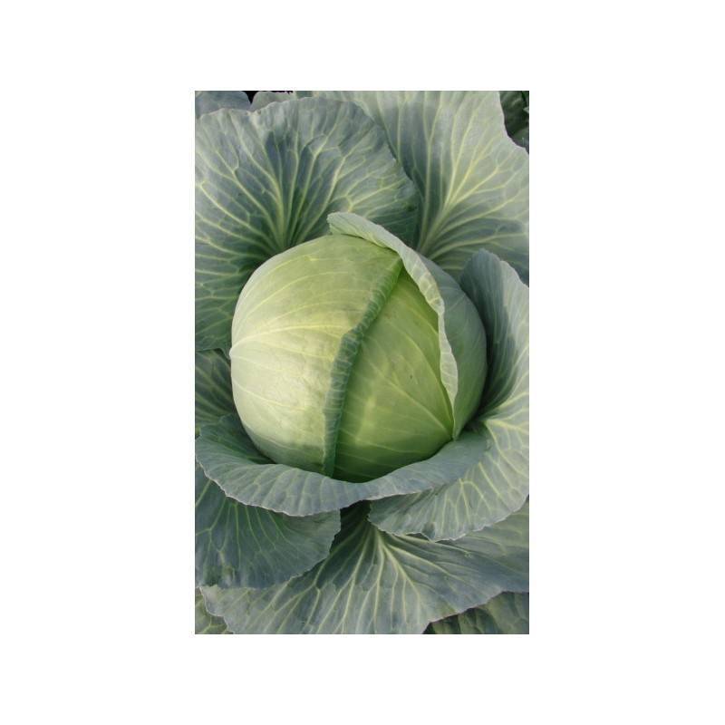 Капуста глория f1: описание гибрида, характеристика и фото сорта, отзывы об урожайности и вкусовых качествах