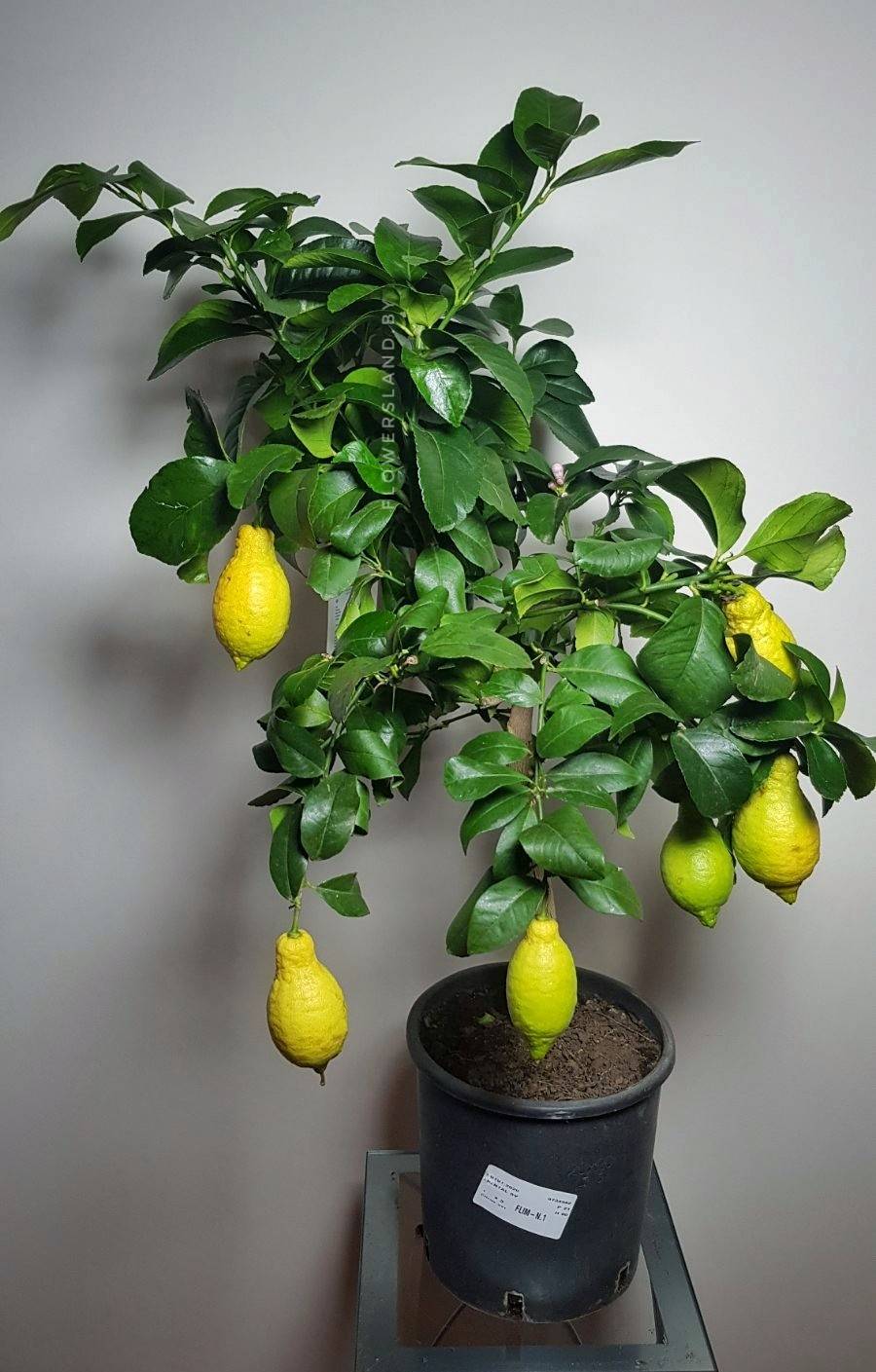 Лимон лунарио: описание сорта, выращивание в домашних условиях