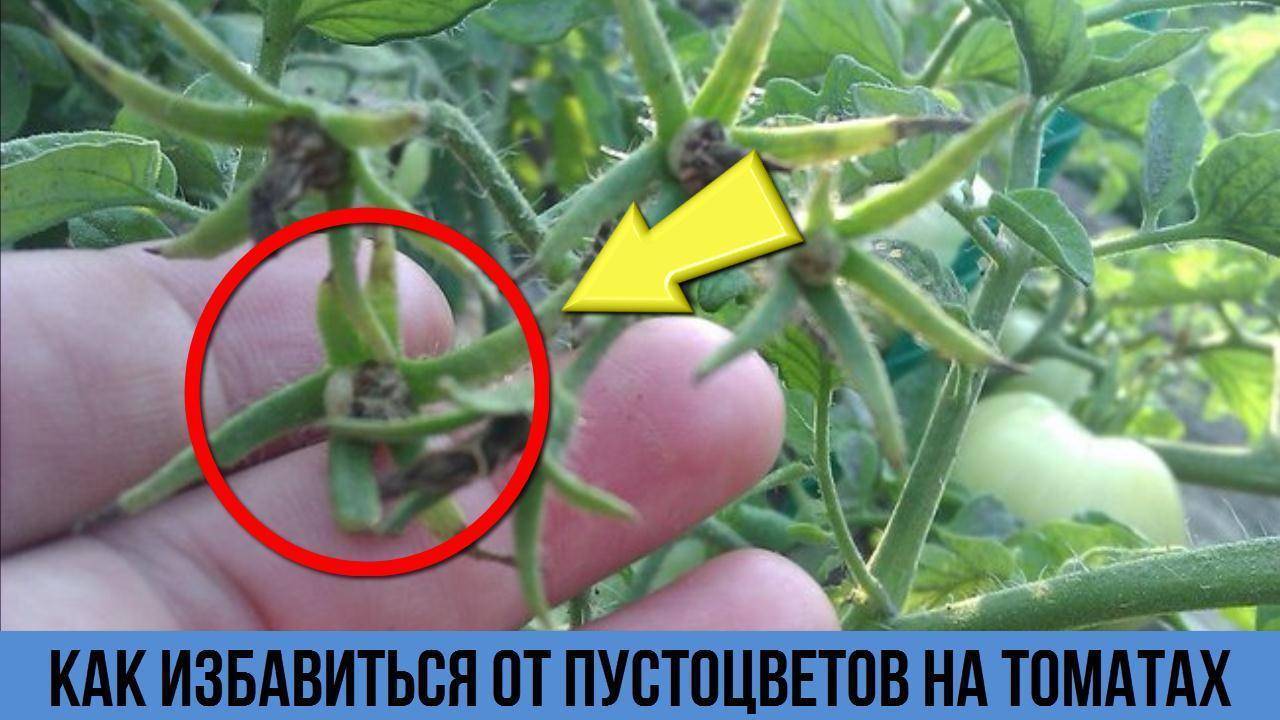 Нет завязи на помидорах: почему это происходит в теплице и что делать