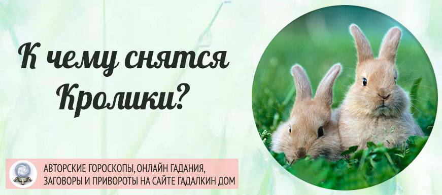 К чему снятся кролики: толкование сна о взрослых животных и крольчатах для женщины и мужчины