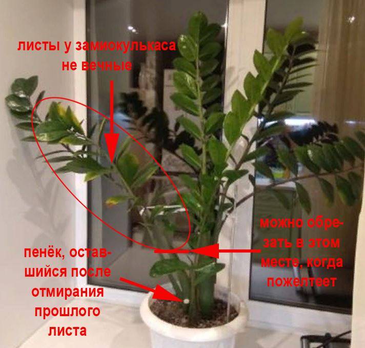 Почему не растет Замиокулькас: что делать в домашних условиях