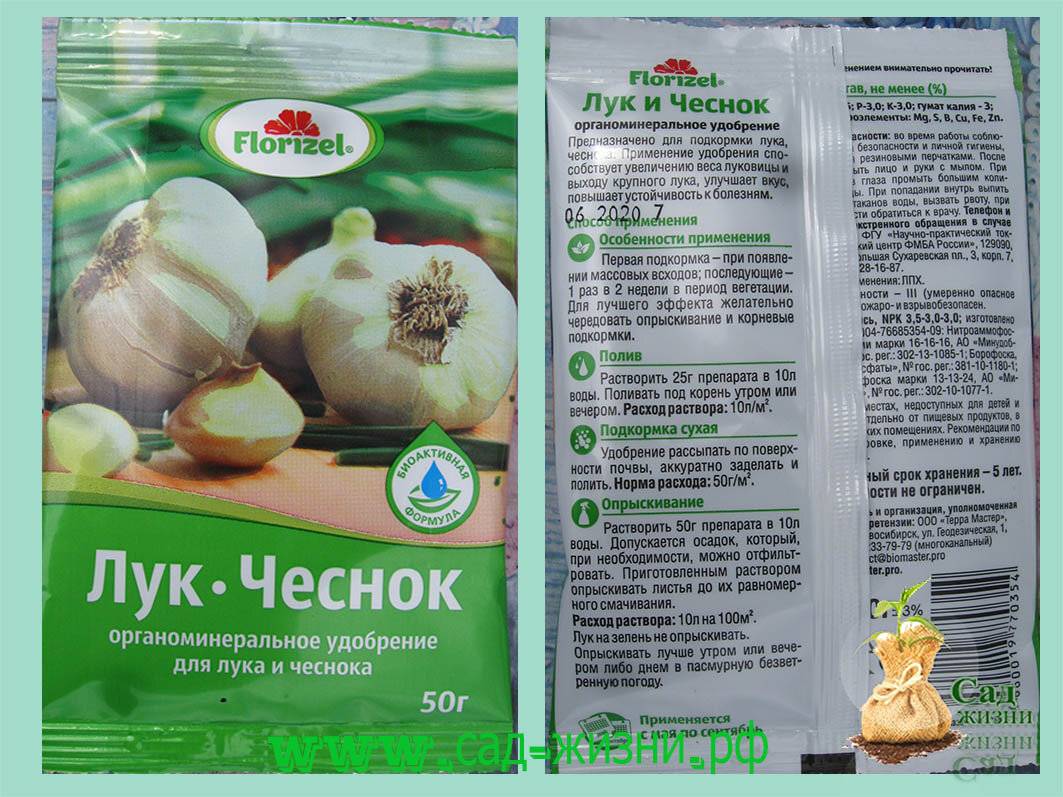 Всё про выращивание чеснока в открытом грунте от а до я