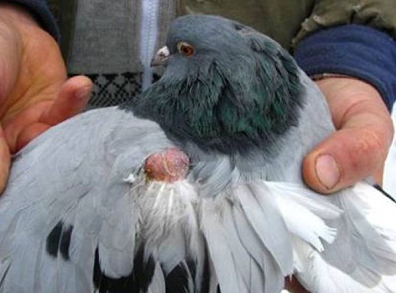 Болезни голубей: чем болеют и как вылечить? симптомы и причины