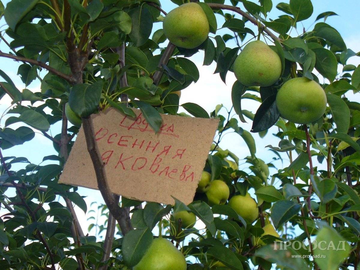 Описание груши память яковлева фото и описание сорта