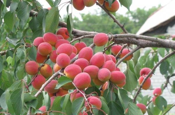 15 лучших сортов абрикоса: описание и характеристика, их морозостойкость, транспортабельность и вкусовые качества (фото & видео) +отзывы