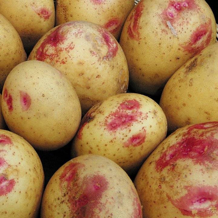 Хорошие сорта картофеля
