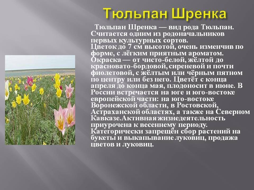 Тюльпан шренка tulipa schrenkii | красная книга россии.