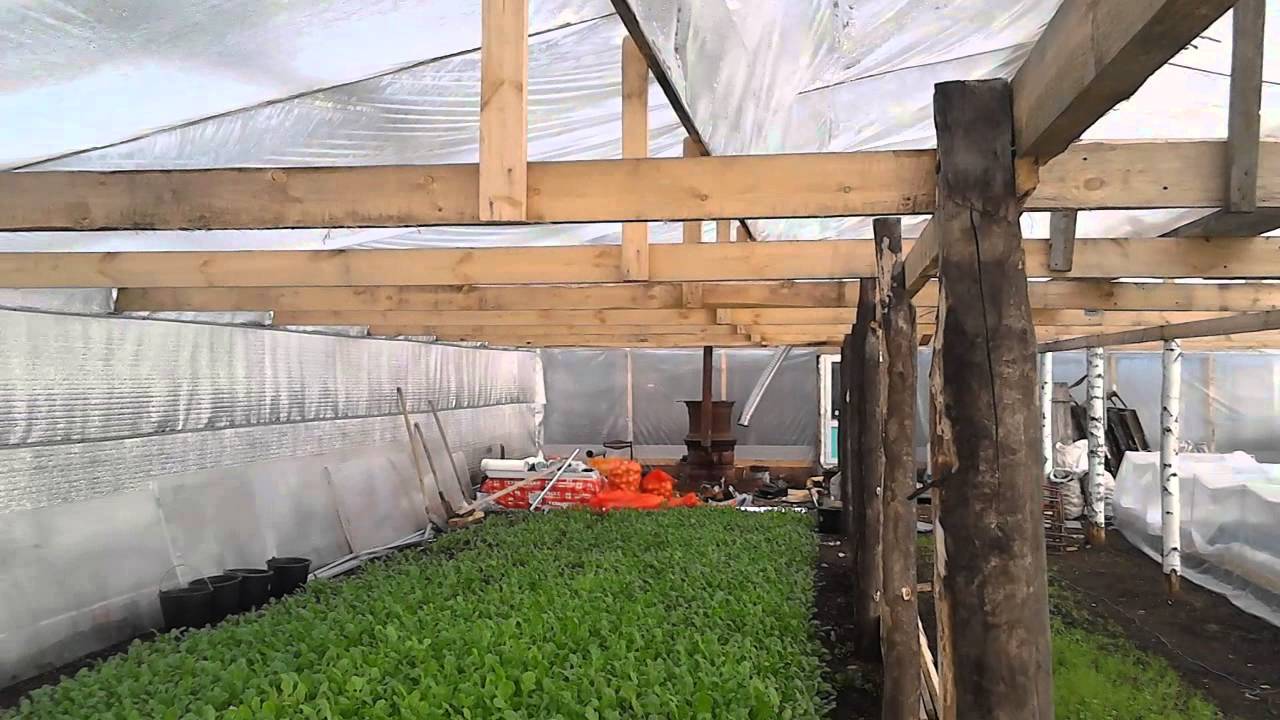 Инструкция по выращиванию редиса в теплице зимой на продажу и прибыльность этого бизнеса