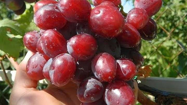 Описание гибридной формы винограда «эверест»