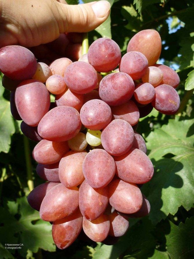 Виноград рута: характеристика сорта, особенности выращивания